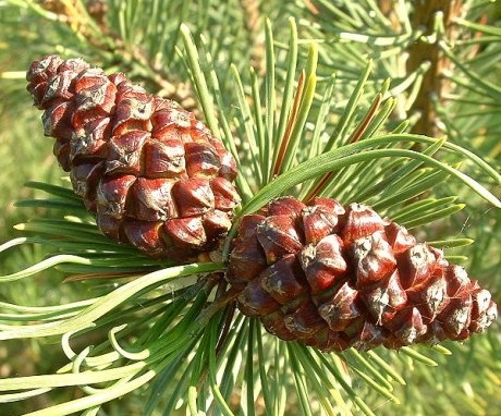 Species and varietal diversity of pines