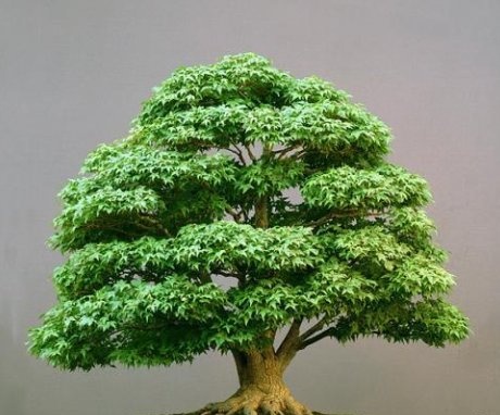 A miniatűr fák művelésének technikája Kínában több mint ezer évvel ezelőtt keletkezett. Bonsai szó szerint azt jelenti, hogy "növény egy tálcára". Ez a technika buddhista szerzetesekkel érkezett Japánba, akik kis fákkal díszítették a házak fülkeit, így a növények legfeljebb 50 cm-esek voltak. És a 18. században a japánok ezt a technikát igazi művészetté változtatták, ezért sokféle bonsai stílusok merültek fel. Bonsai megvásárolható, de az öröm nem olcsó. Ezért a termelők egyre gyakrabban függetlenek