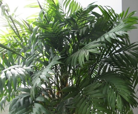 Varieties of indoor palm, their description