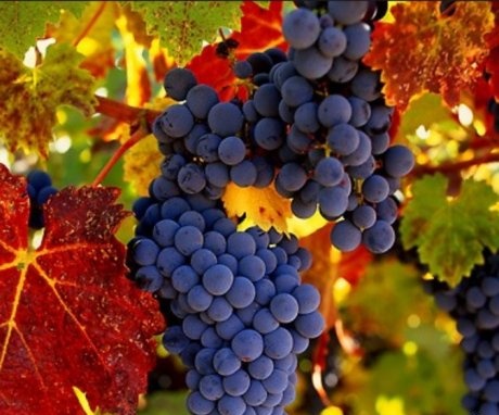 An overview of the best grape varieties to grow