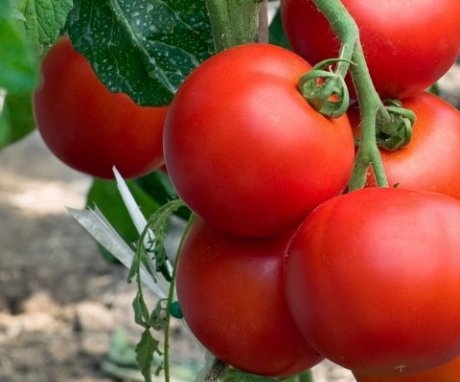 Low-growing tomatoes, their features