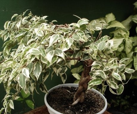 What does the ficus "birch" look like