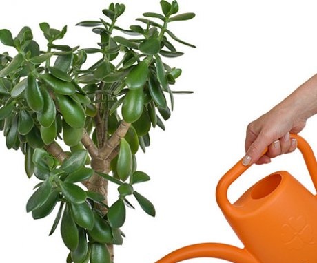 How to properly care for a plant