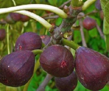 Fig tree appearance