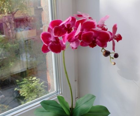 Orchidej - popis