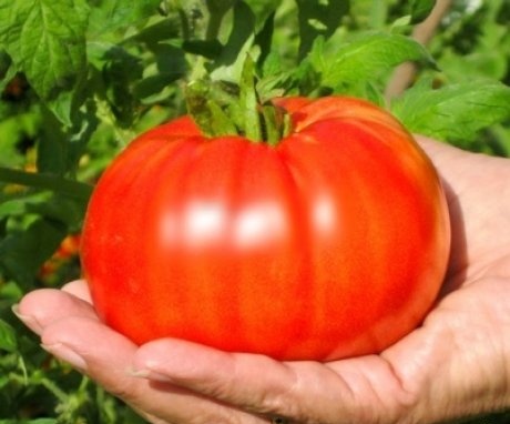 Popis odrůdy rajčat Orlets F1