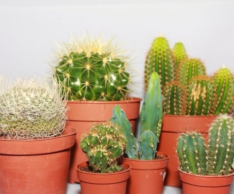 Obecný popis kaktusů