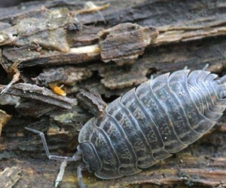 The use of folk remedies in the fight against wood lice