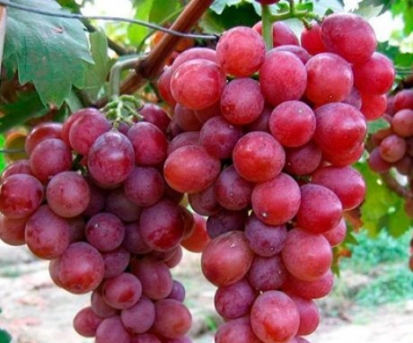 Features of grapes