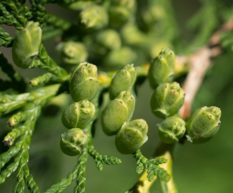 Why are thuja fruits useful?