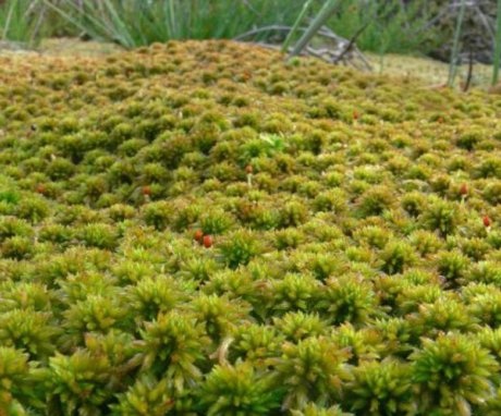 Where and how sphagnum grows