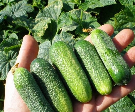 From the history of cucumbers
