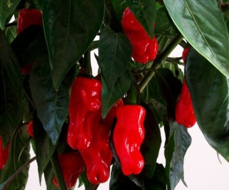 A chili willi paprika jellemzői