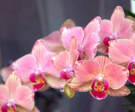 Orchidea - virág leírása