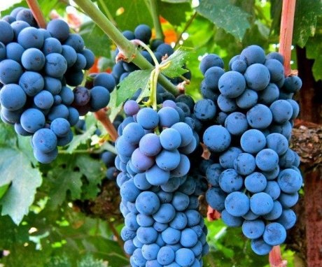 A szőlő metszése - értéke, az eljárás előnyei