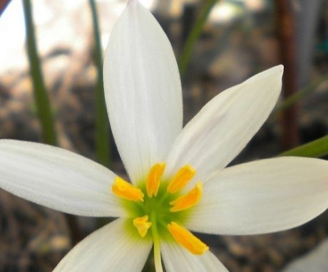 Zephyranthes appearance