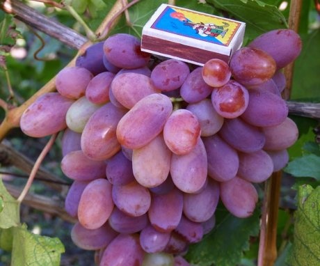 Reviews about grapes