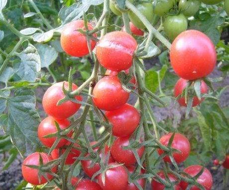 خصائص طماطم شلون