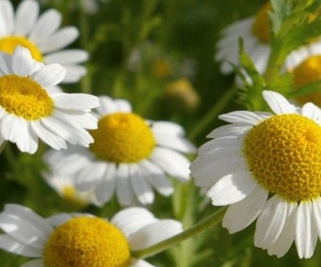 The chemical composition and useful properties of chamomile pharmacy