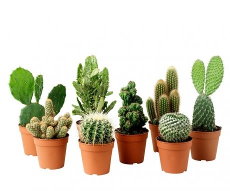 Několik slov o vnitřních kaktusech