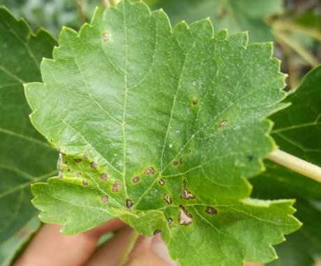 The most common grape diseases and their symptoms