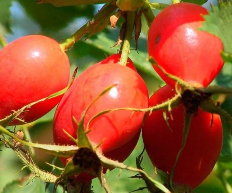 Why are rose hips useful?