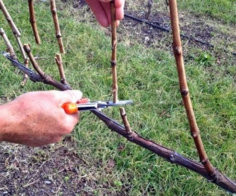 Why do you need to prune grapes?