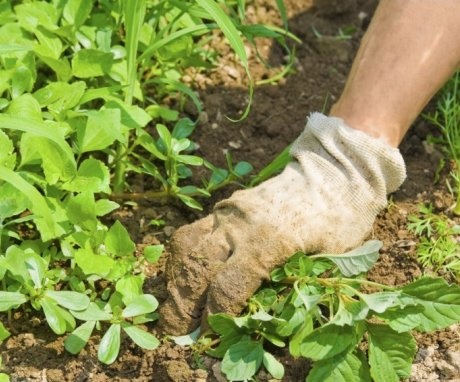 Care este daunele cauzate de buruieni pentru culturile de grădină?