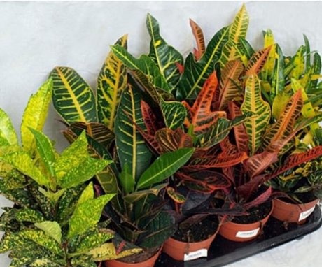 Biological features of croton