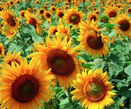 Nejlepší odrůdy slunečnice pro pěstování