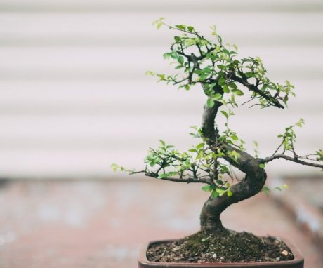 Which plants are suitable for bonsai?