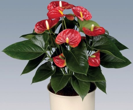 Features of the structure of anthurium