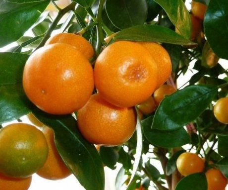 Vlastnosti vnitřní mandarinky