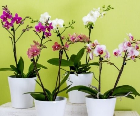 A növekvő orchideák legjobb fajtái