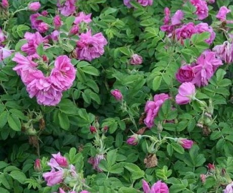Description of Rugosa rose