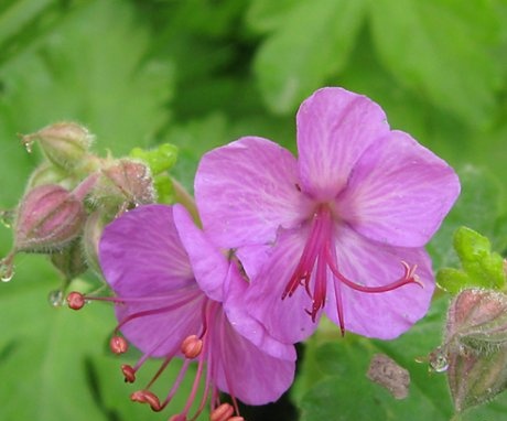 The best types and varieties of garden geranium