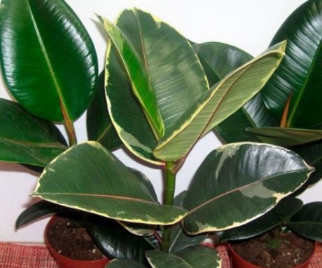 When can and can not be transplanted ficus?