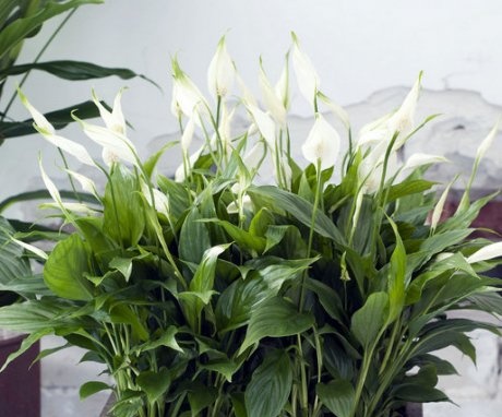 Features of a houseplant