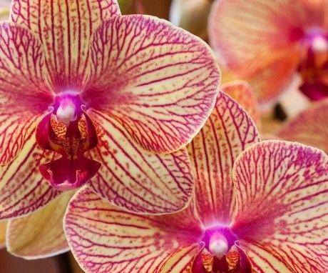 Nejlepší odrůdy orchidejí pro domácí použití