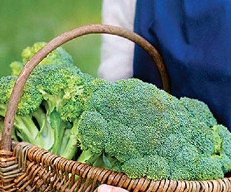 Vlastnosti brokolice jako druhu zelí