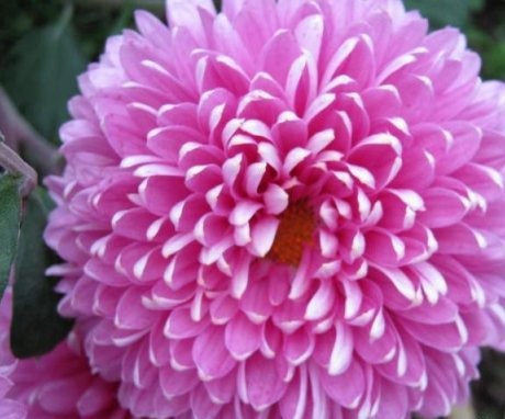 Cultivation of Indian chrysanthemum