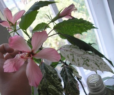 Rules for caring for variegated hibiscus