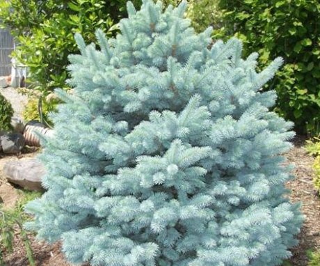 Transplanting seedlings of blue spruce