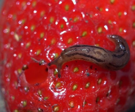 Strawberry pests