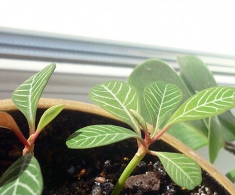 Plant propagation