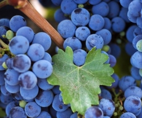 Általános információk a taiga szőlőfajtákról