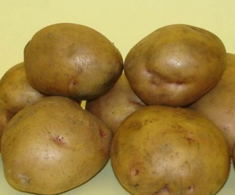 Potato variety "Zhukovsky"