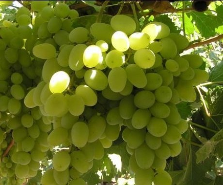Secrets of growing grapes