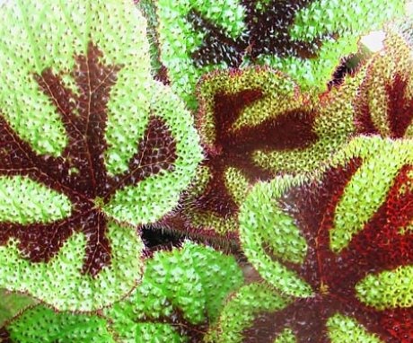 General information about begonias