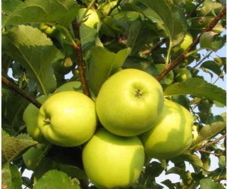 Co je odrůda jablek Semerenko